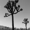 Twin Joshua Trees - Limited Edition #2 of 100