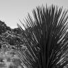 Joshua Tree Branch with Rock Mound Background - Limited Edition #2 of 100