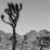 Joshua Tree with Rocky Background - Limited Edition #2 of 100